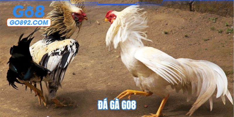 Đá gà GO8